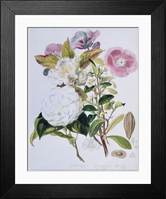 Framed Print : Camellia sp. camellia Framed Print : Camellia sp. camellia