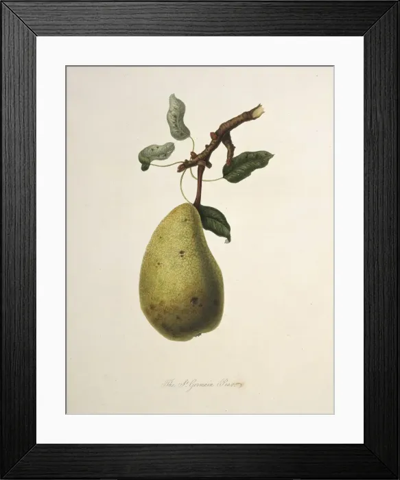 Framed Print : Pyrus sp. pear (True St. Germain Pear) Framed Print : Pyrus sp. pear (True St. Germain Pear)