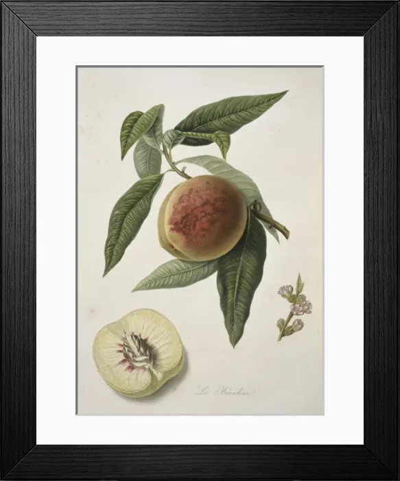 Framed Print : Prunus sp. peach (Bourdine Peach) Framed Print : Prunus sp. peach (Bourdine Peach)
