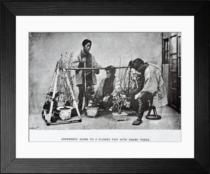 Framed Print : Gardeners with bonsai Framed Print : Gardeners with bonsai