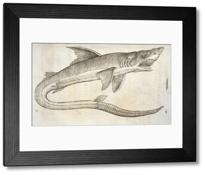 Framed Print : Study of shark Framed Print : Study of shark