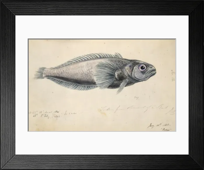 Framed Print : Antarctic fish illustration Framed Print : Antarctic fish illustration
