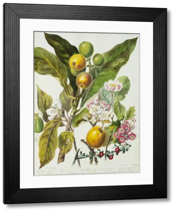 Framed Print : Pyrus sp. apple Framed Print : Pyrus sp. apple