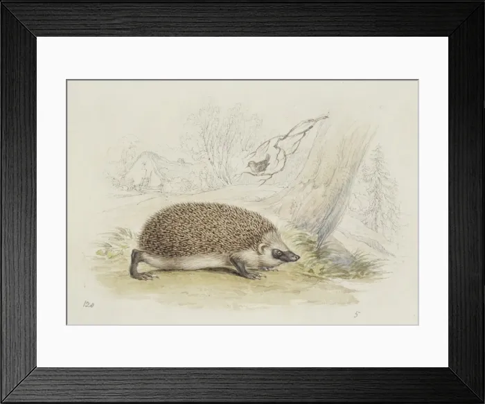 Framed Print : Erinaceus europaeus, western European hedgehog Framed Print : Erinaceus europaeus, western European hedgehog