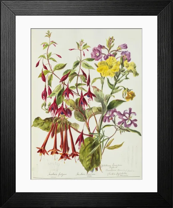 Framed Print : Various flowers Framed Print : Various flowers
