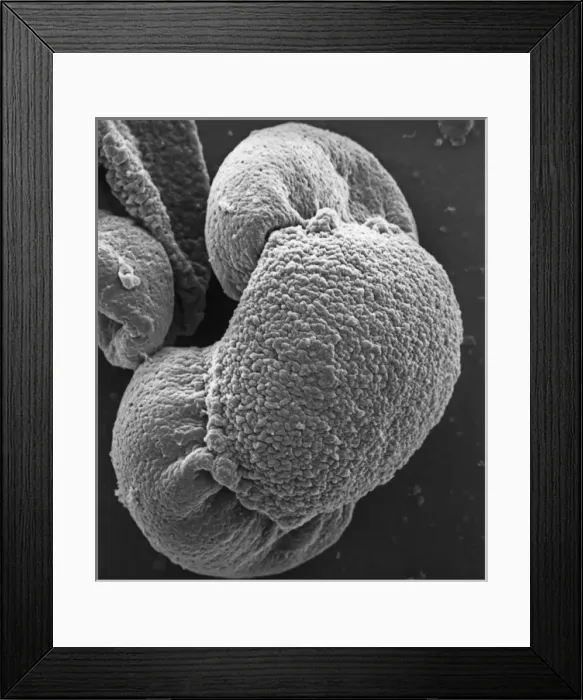 Framed Print : Pinus sylvestris, scots pine Framed Print : Pinus sylvestris, scots pine