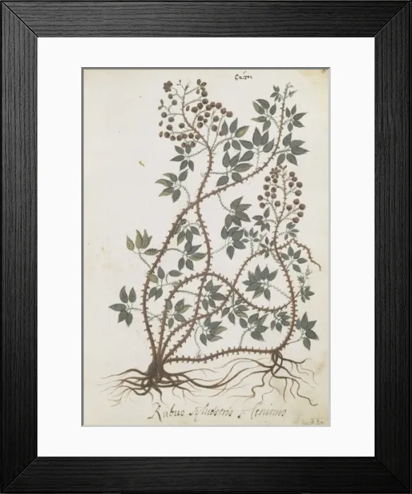 Framed Print : Rubus sylvestris Framed Print : Rubus sylvestris