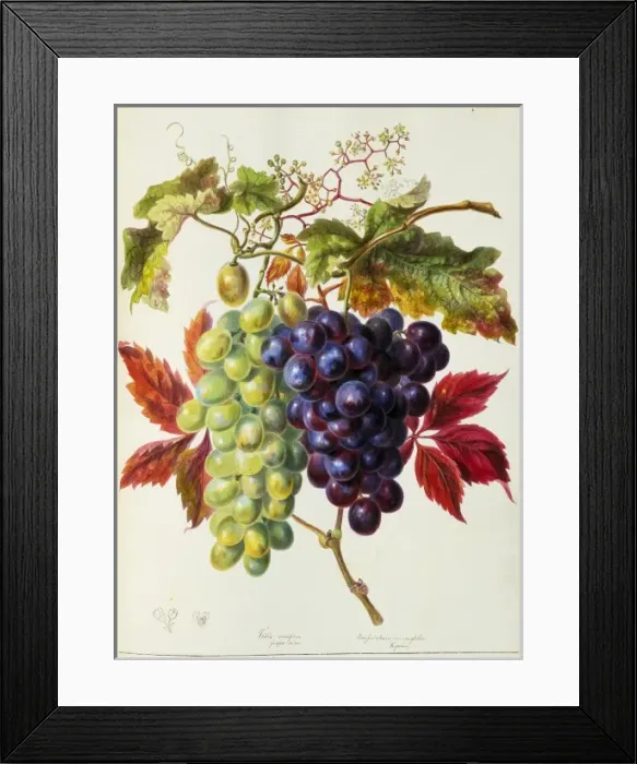 Framed Print : Vitis sp. vine grapes Framed Print : Vitis sp. vine grapes
