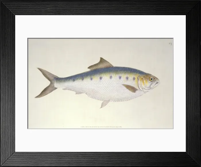 Framed Print : Clupea alosa, shad Framed Print : Clupea alosa, shad