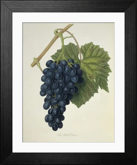 Framed Print : Vitis sp. grape (Black Prince Grape) Framed Print : Vitis sp. grape (Black Prince Grape)