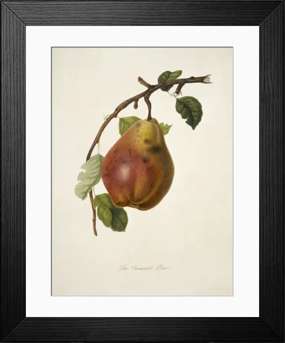 Framed Print : Pyrus sp. pear (Chaumontel Pear) Framed Print : Pyrus sp. pear (Chaumontel Pear)