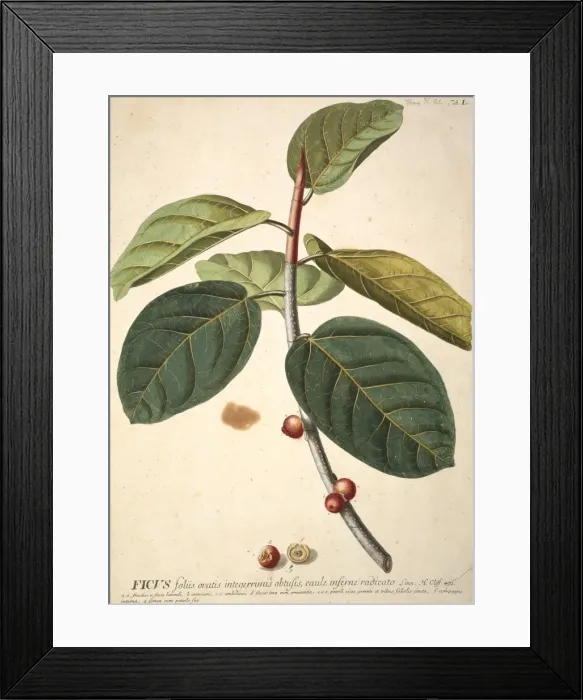 Framed Print : Ficus bengalensis, banyan tree Framed Print : Ficus bengalensis, banyan tree