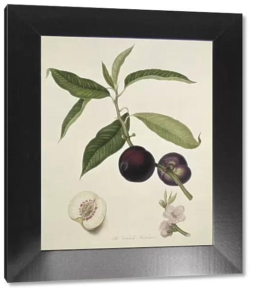 Prunus sp. nectarine (Vermash Nectarine)