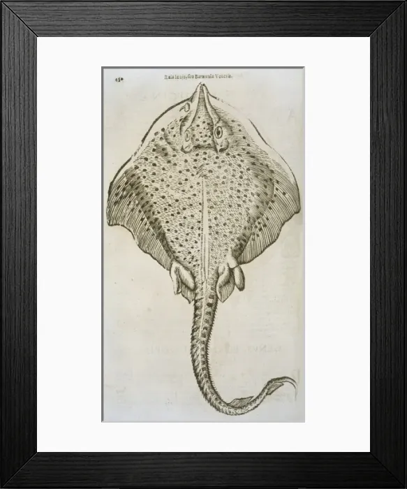 Framed Print : Study of a ray Framed Print : Study of a ray