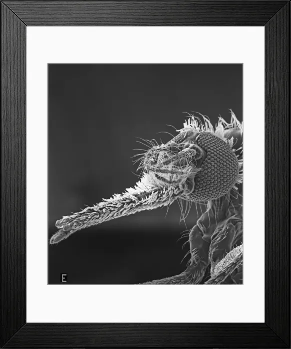 Framed Print : Anopheles gambiae, mosquito Framed Print : Anopheles gambiae, mosquito