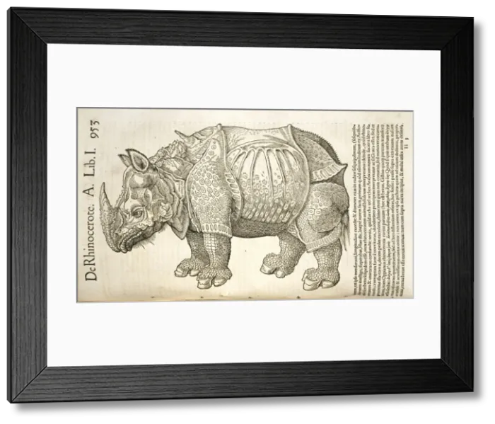 Framed Print : Rhinocerotidae (family), rhinoceros Framed Print : Rhinocerotidae (family), rhinoceros