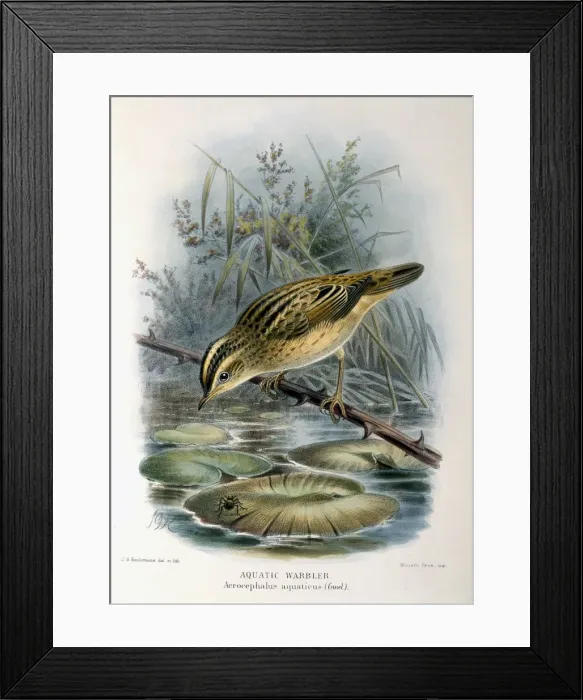 Framed Print : Acrocephalus paludicola, aquatic warbler Framed Print : Acrocephalus paludicola, aquatic warbler
