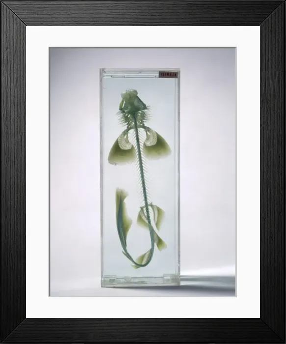 Framed Print : Scyliorhinus canicula, common dogfish Framed Print : Scyliorhinus canicula, common dogfish
