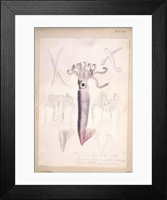 Framed Print : Octopus illustration Framed Print : Octopus illustration