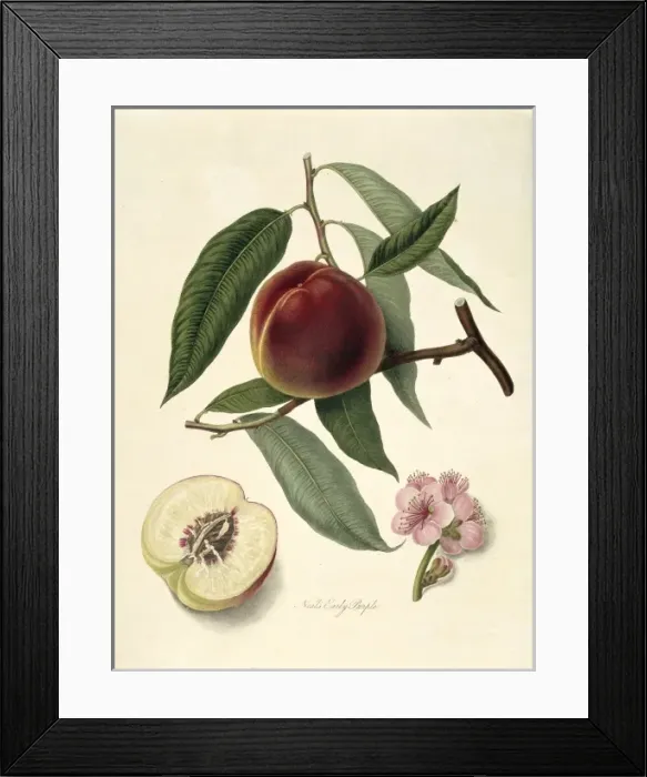 Framed Print : Prunus sp. peach (Neals Early Purple Peach) Framed Print : Prunus sp. peach (Neals Early Purple Peach)