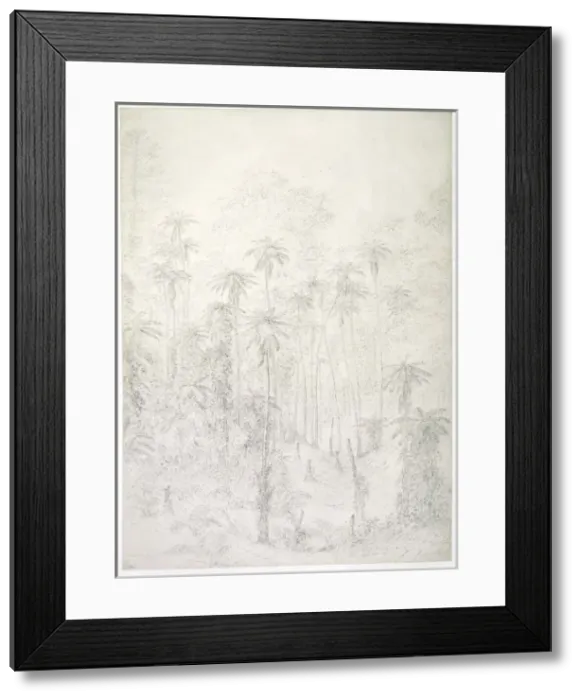 Framed Print : Norfolk Island drawing 2 Framed Print : Norfolk Island drawing 2
