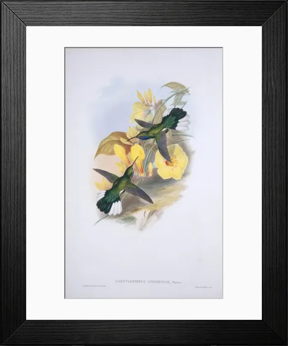 Framed Print : Campylopterus ensipennis, white-tailed sabrewing Framed Print : Campylopterus ensipennis, white-tailed sabrewing