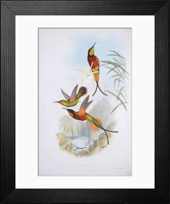 Framed Print : Topaza pella, crimson topaz Framed Print : Topaza pella, crimson topaz