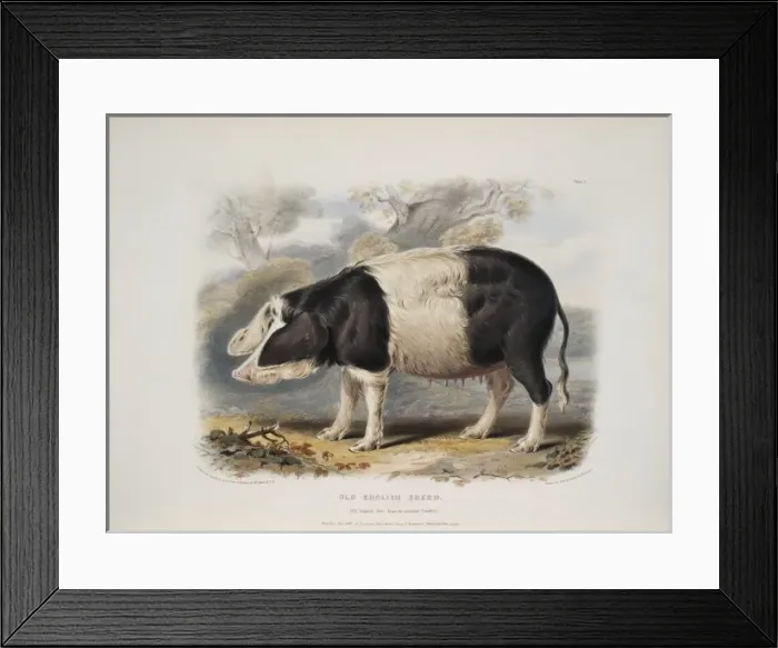Framed Print : Sus sp. hog, Old English breed