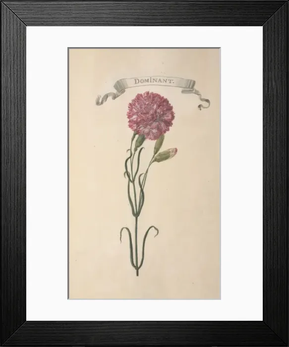 Framed Print : Carnation. Illustration from Flora Exotica (1720) by Johann Gottfried Simula Framed Print : Carnation. Illustration from Flora Exotica (1720) by Johann Gottfried Simula