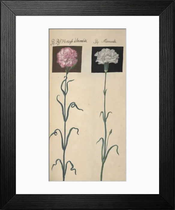 Framed Print : Carnation. Illustration from Flora Exotica (1720) by Johann Gottfried Simula Framed Print : Carnation. Illustration from Flora Exotica (1720) by Johann Gottfried Simula