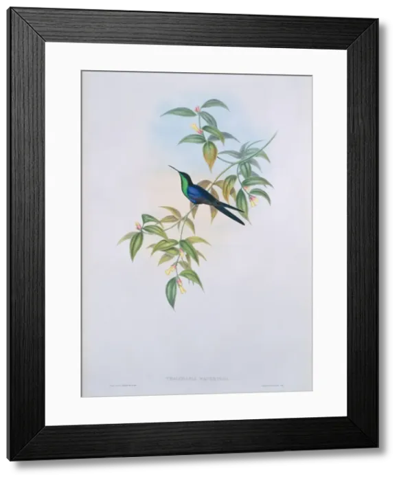 Framed Print : Thalurania watertoni, long-tailed woodnymph Framed Print : Thalurania watertoni, long-tailed woodnymph