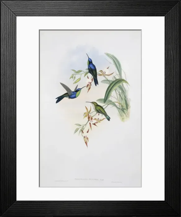 Framed Print : Thalurania columbica venusta, purple-crowned woodnymph Framed Print : Thalurania columbica venusta, purple-crowned woodnymph
