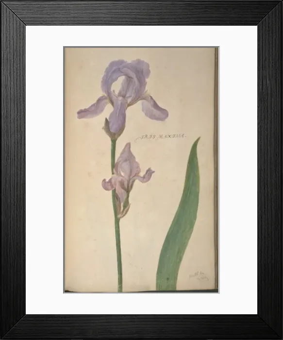 Framed Print : Iris maxima, iris Framed Print : Iris maxima, iris