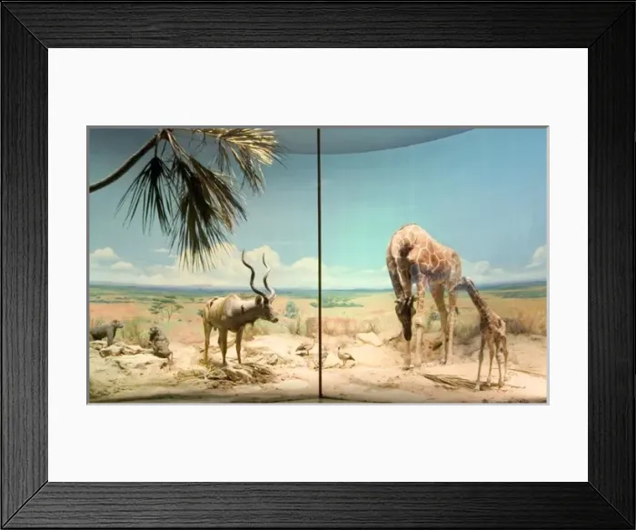 Framed Print : The Rowland Ward Diorama Framed Print : The Rowland Ward Diorama