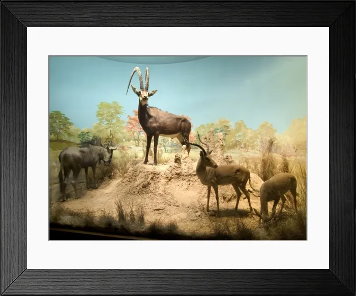 Framed Print : The Rowland Ward Diorama Framed Print : The Rowland Ward Diorama