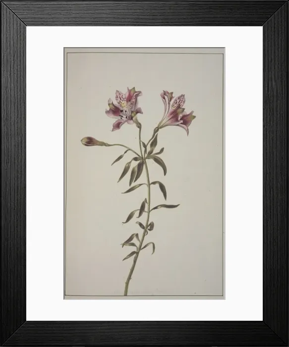 Framed Print : Lilium sp. lily Framed Print : Lilium sp. lily