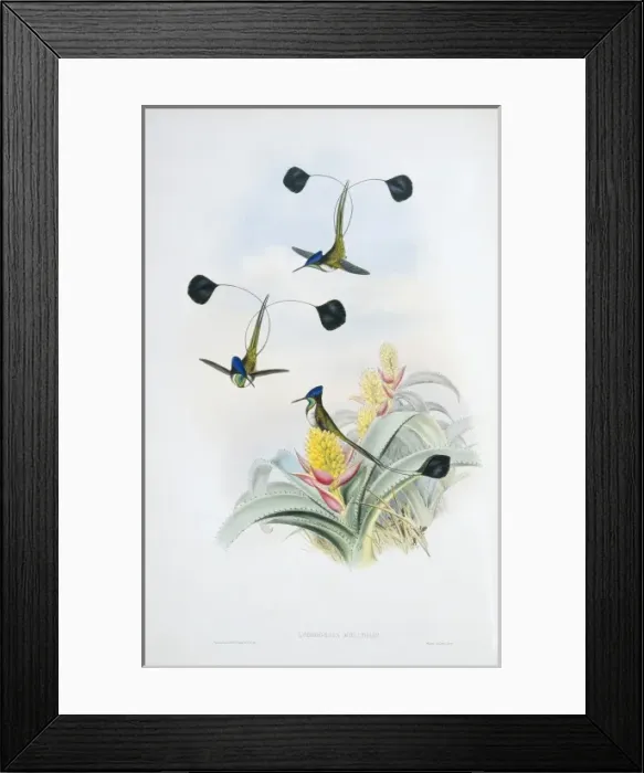 Framed Print : Loddigesia mirabilis, marvellous spatuletail Framed Print : Loddigesia mirabilis, marvellous spatuletail