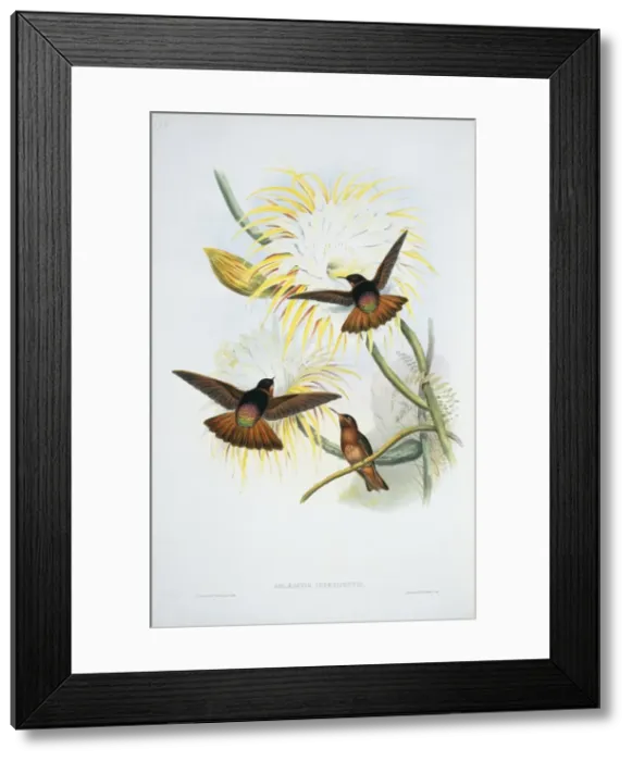 Framed Print : Aglaeactis cupripennis, shining sunbeam Framed Print : Aglaeactis cupripennis, shining sunbeam