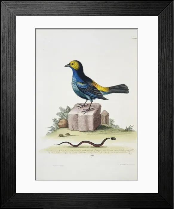 Framed Print : Tangara chilensis, paradise tanager and snake Framed Print : Tangara chilensis, paradise tanager and snake