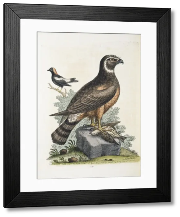 Framed Print : Circus cyaneus, marsh hawk or northern harrier Framed Print : Circus cyaneus, marsh hawk or northern harrier