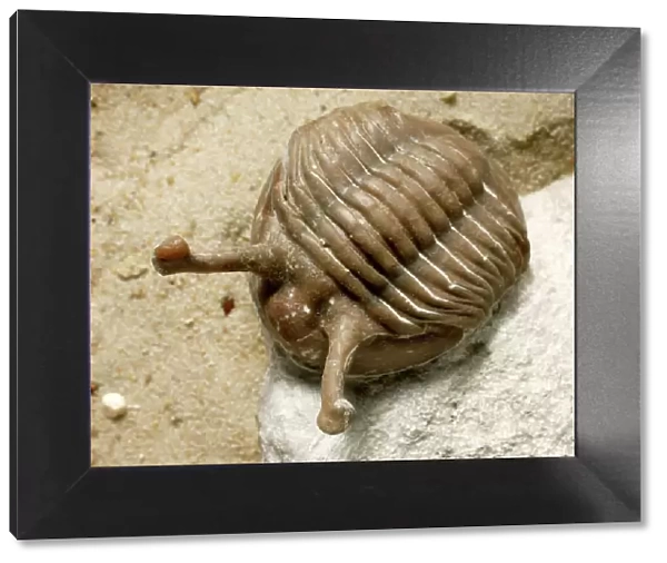 Asaphus (Neoasaphus) kowalewskii, stalk- eyed trilobite
