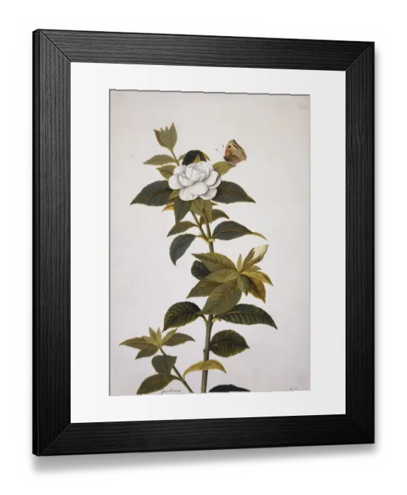 Framed Print : Gardenia sp. gardenia Framed Print : Gardenia sp. gardenia