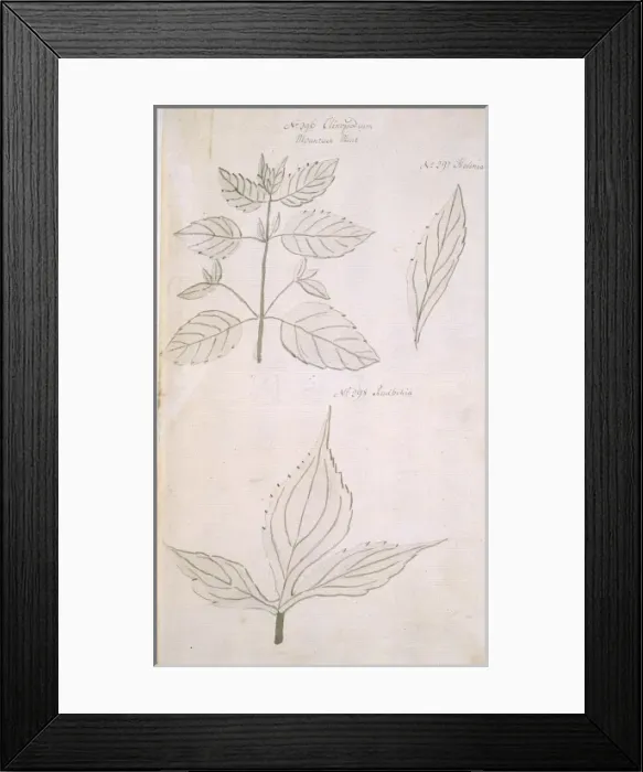 Framed Print : Clinopodium vulgare, wild basil Framed Print : Clinopodium vulgare, wild basil