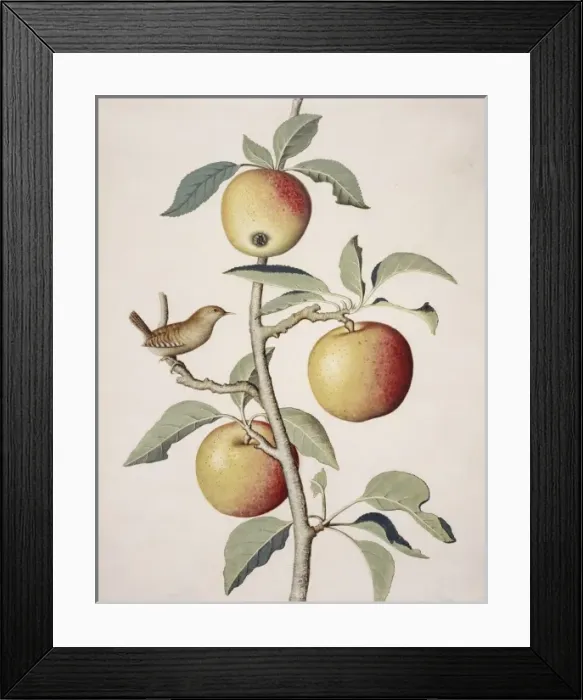 Framed Print : Malus sp. apple tree and wren Framed Print : Malus sp. apple tree and wren