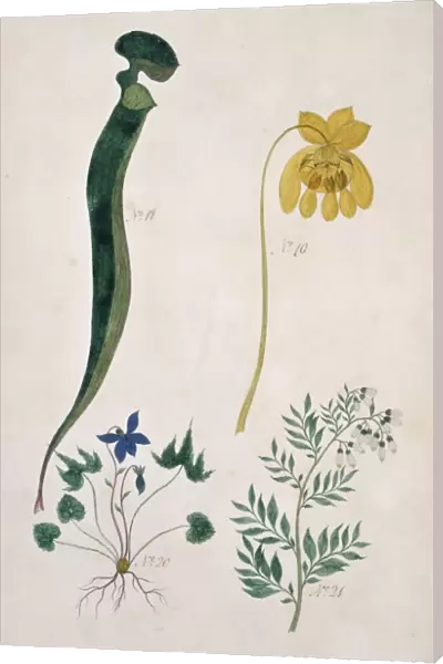 Sarracenia flava, trumpet leaf