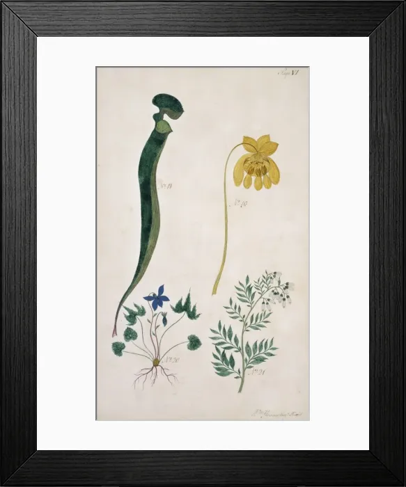 Framed Print : Sarracenia flava, trumpet leaf Framed Print : Sarracenia flava, trumpet leaf