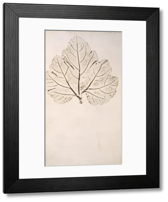 Framed Print : Leaf. Nature print by Jane Colden, 1740-50 s Framed Print : Leaf. Nature print by Jane Colden, 1740-50 s