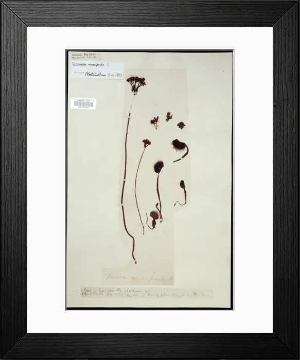 Framed Print : Dionaea muscipula, venus flytrap Framed Print : Dionaea muscipula, venus flytrap