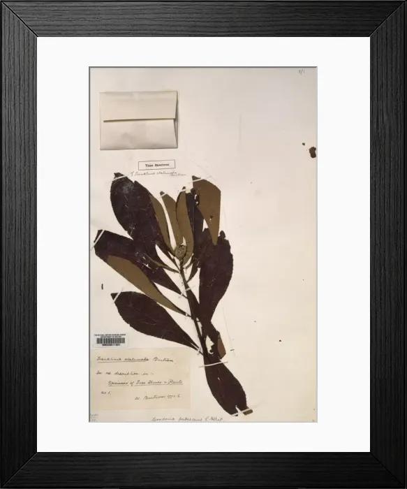 Framed Print : Franklinia alatamaha, Franklin tree Framed Print : Franklinia alatamaha, Franklin tree