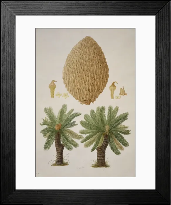 Framed Print : Cycas media, nut palm Framed Print : Cycas media, nut palm